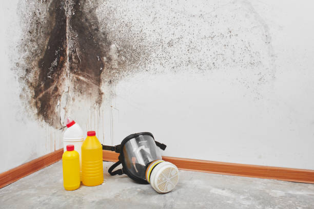 Home Mold Removal in New Ellenton, SC