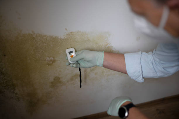 Best Home Mold Removal  in New Ellenton, SC