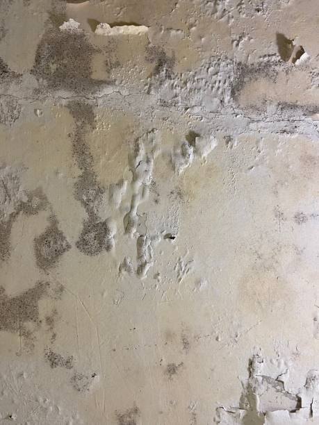 Best Toxic Mold Removal  in New Ellenton, SC